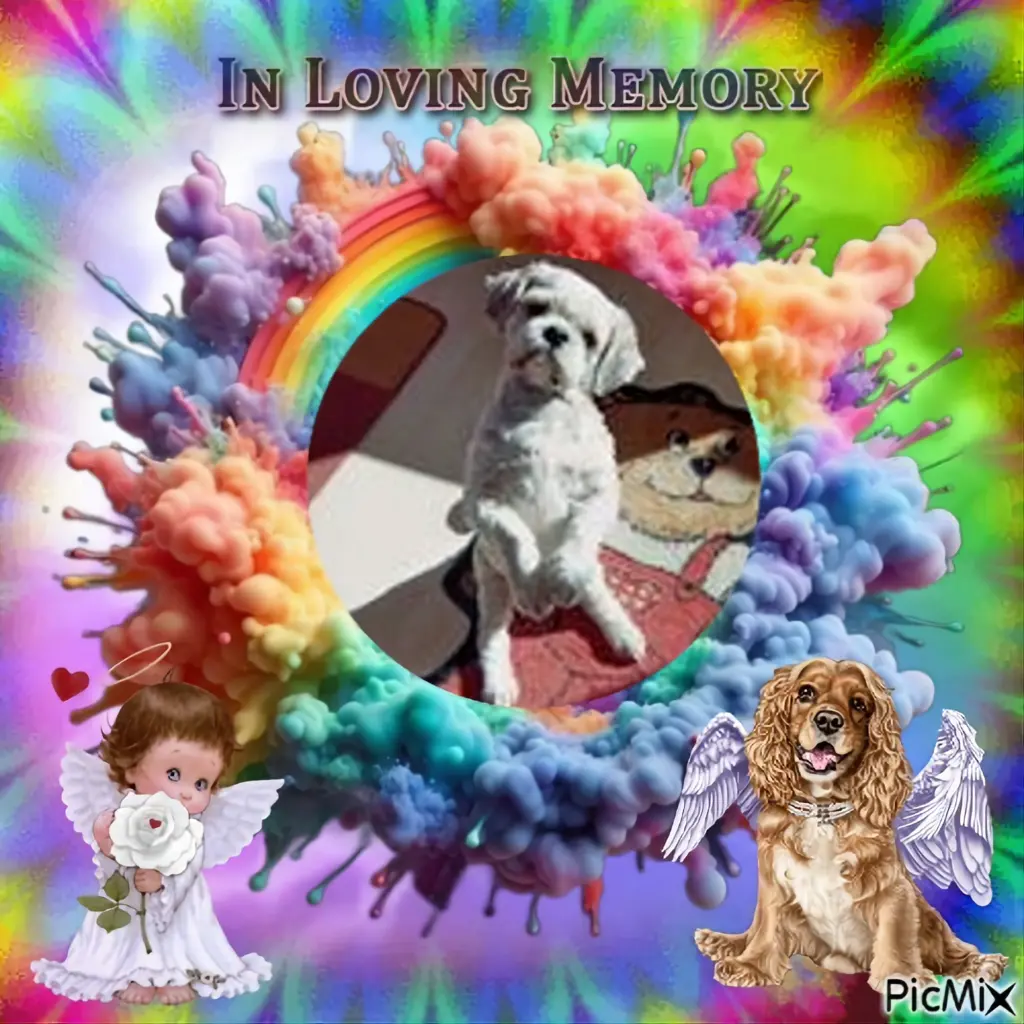 Condolence image of 7. Sternchen⭐️Gedenktag❤️❤️❤️❤️❤️❤️❤️