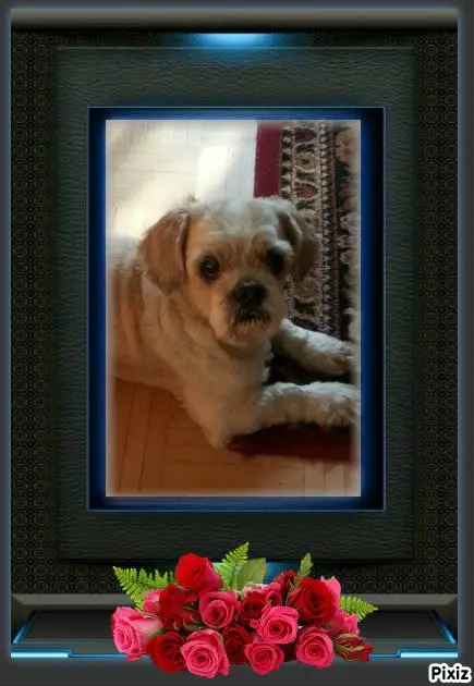 Condolence image of Tanja mit Timmy im 💖🐈🐾