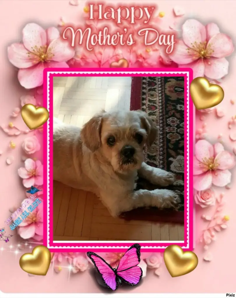 Condolence image of Tanja mit Timmy im 💖🐈🐾
