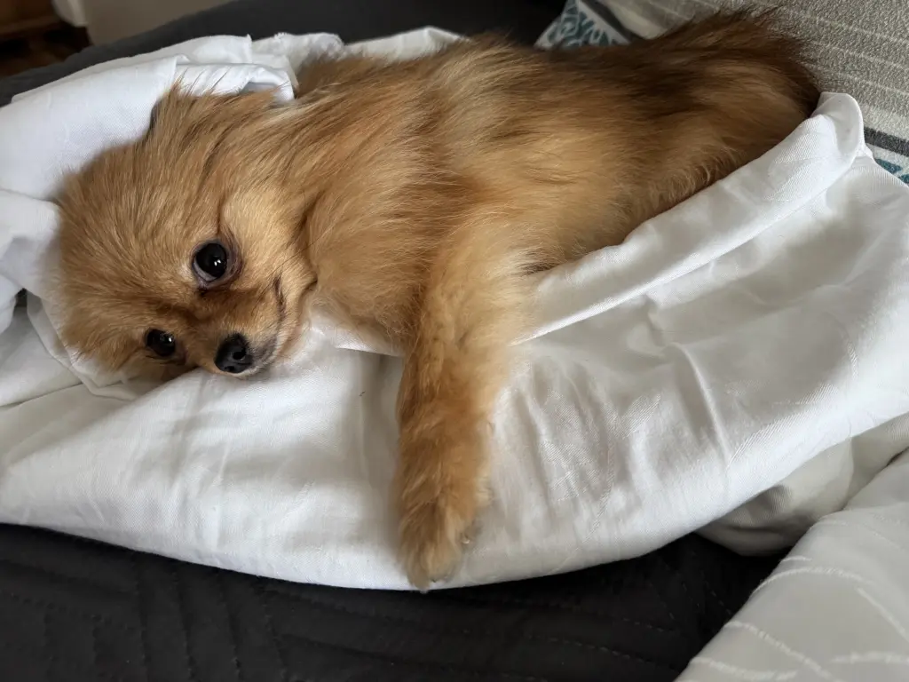 Condolence image of Lilly