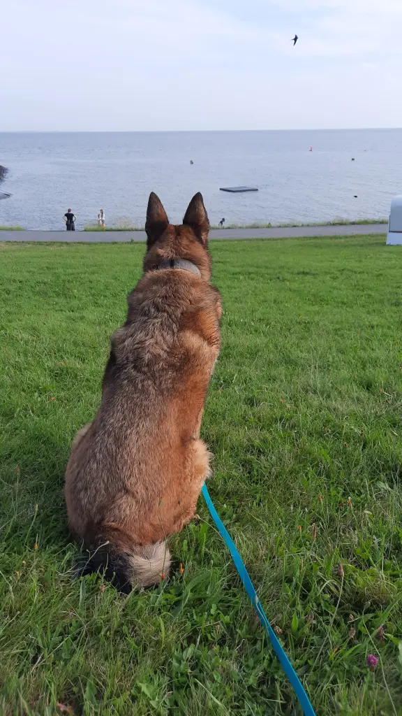 Bild von Chester