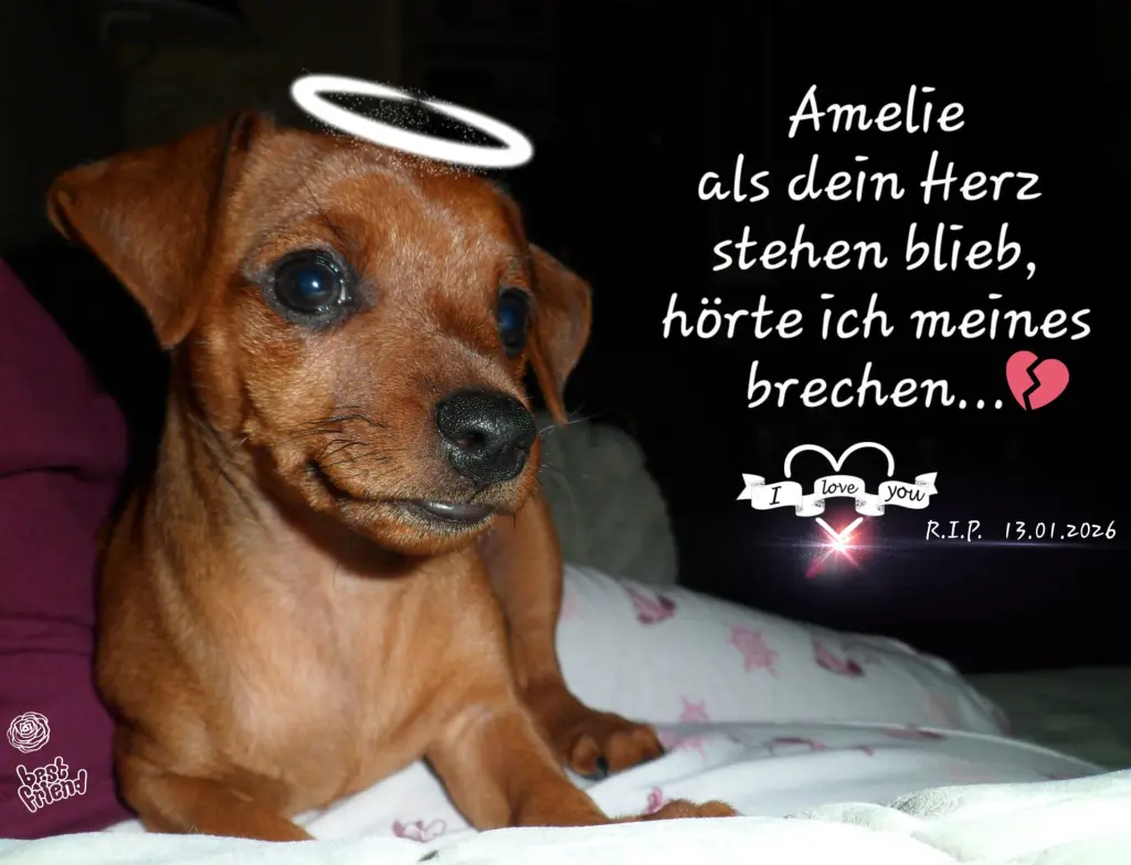 Image from Amelie