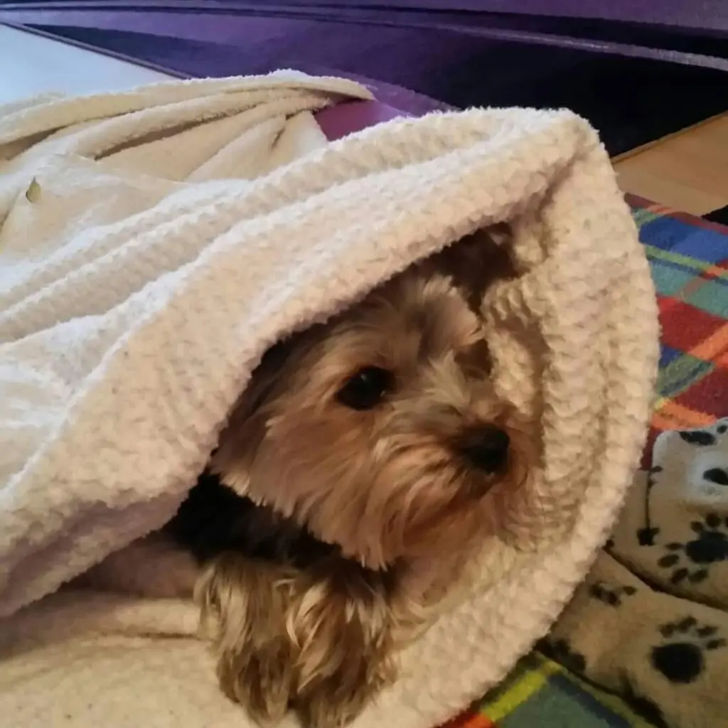 Buffy mein Baby