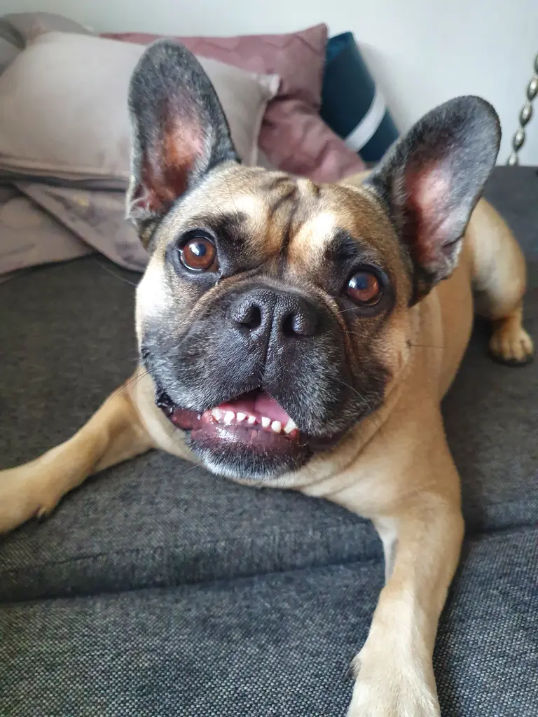Image from Balu