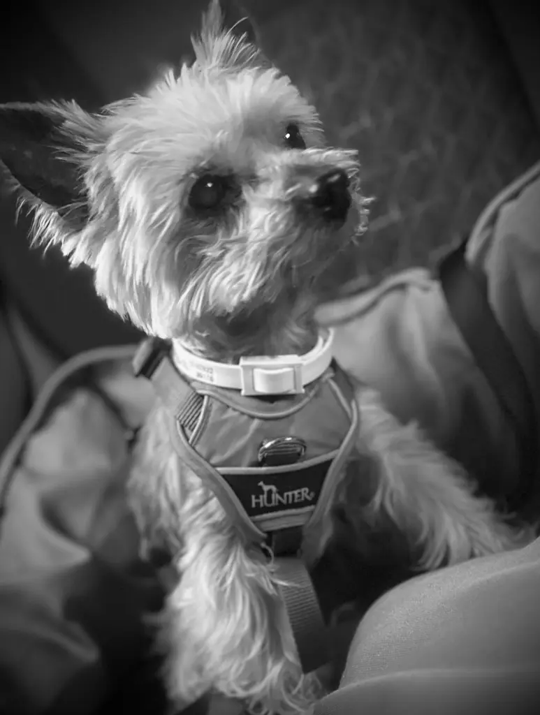 Condolence image of Sonja Lösche