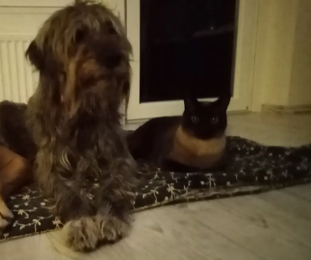 Sogar die Katzen hast Du gelernt zu akzeptieren!