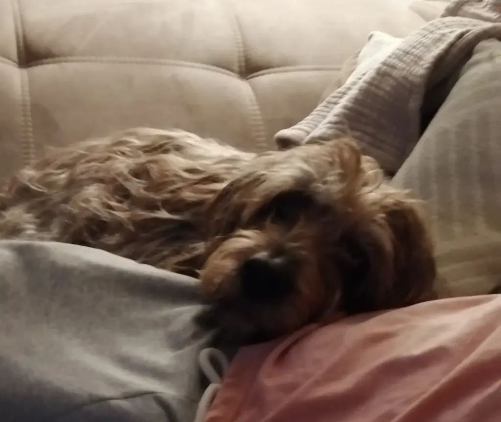 Kuscheln auf dem Sofa, ganz unaufdringlich. Im Alter hattest Du das verdient.