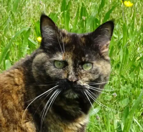 Condolence image of Cornelia