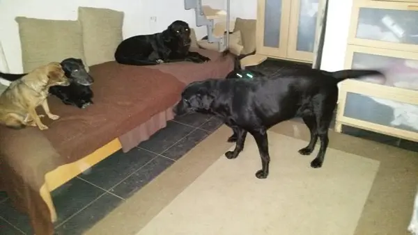 Emma, Luna (+), Lupo (+), Mara (+)