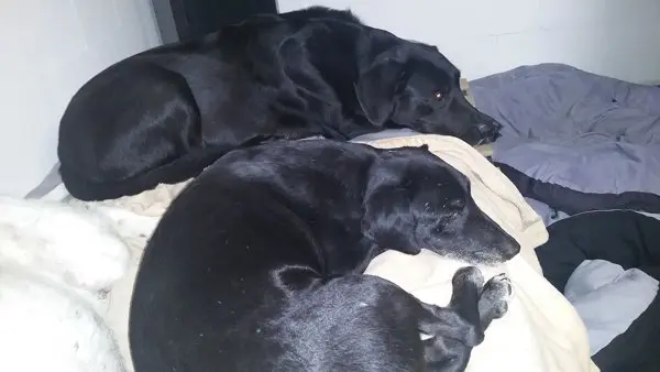 Dreamteam Emma und Luna