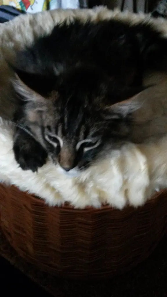 Image from Kuro