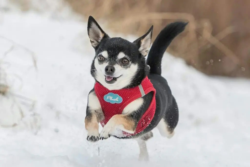 Dein erster Winter bei uns :)