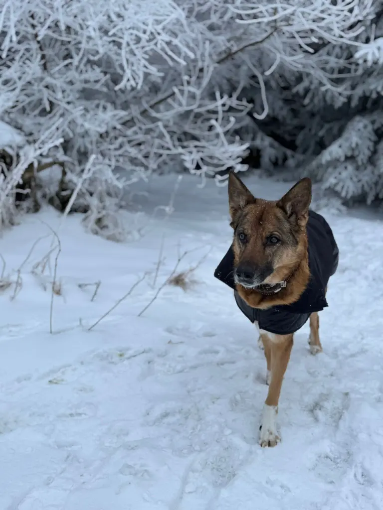 Condolence image of Denise Brandt
