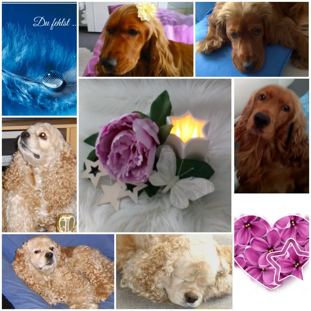 Condolence image of Rosen für Lilly ❤️