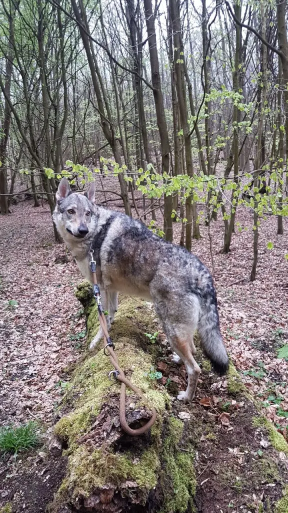 Image from Wotan