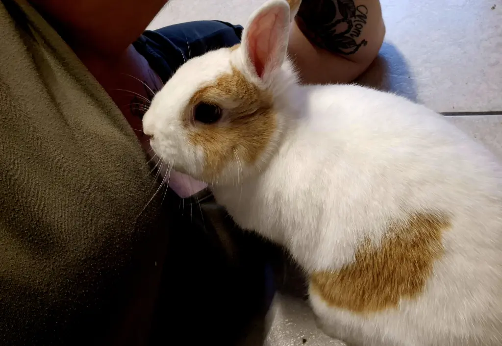 Condolence image of Bianca mit Schnuffel tief im Herzen ❤️