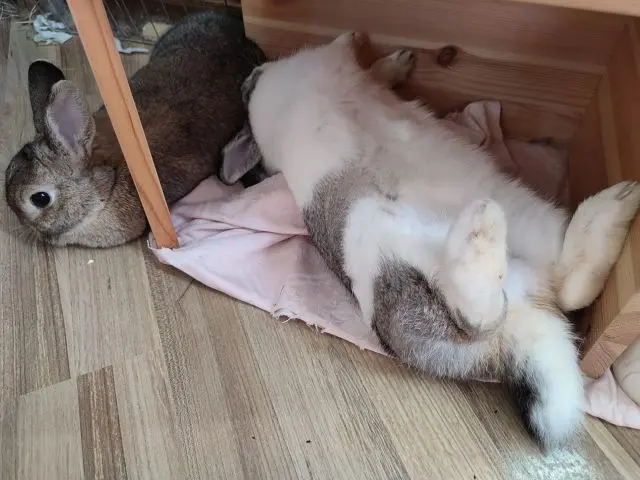 Im Träumeland