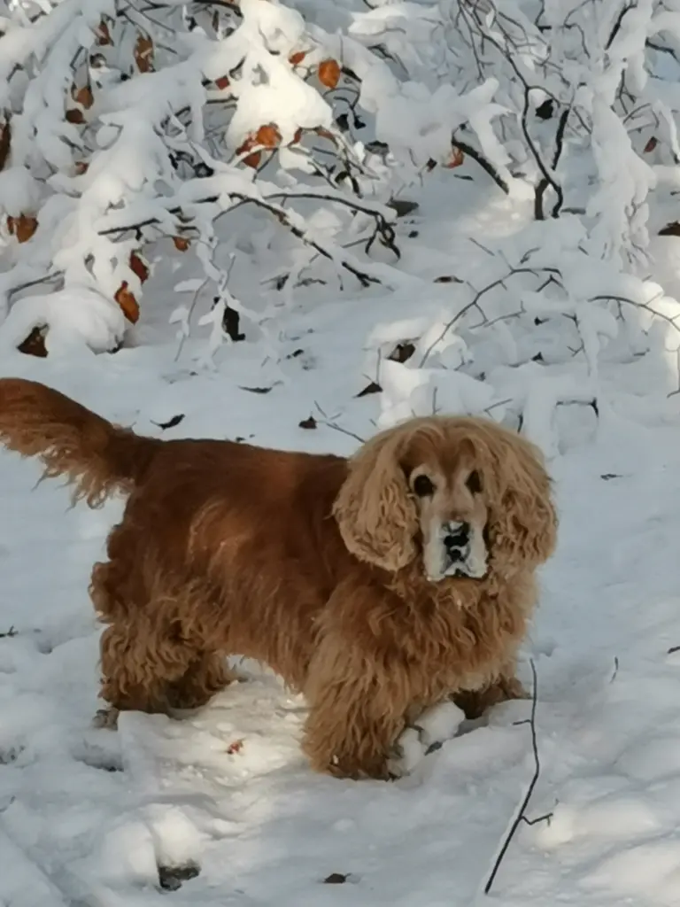 Image from Oscar