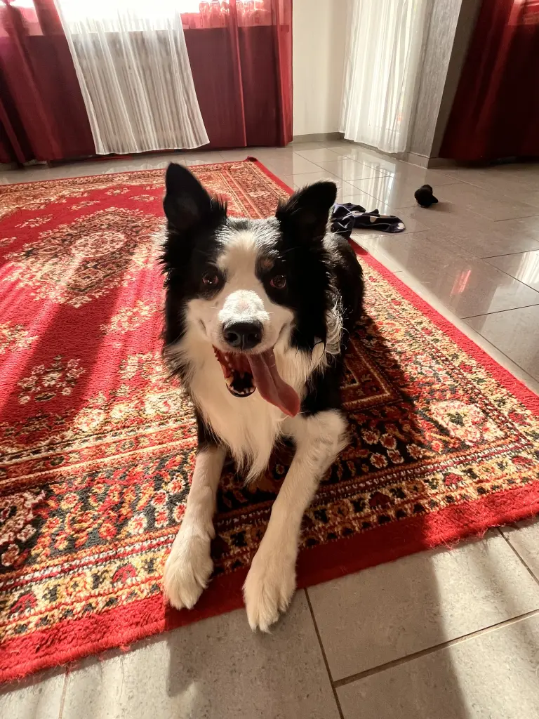 Image from Sammy