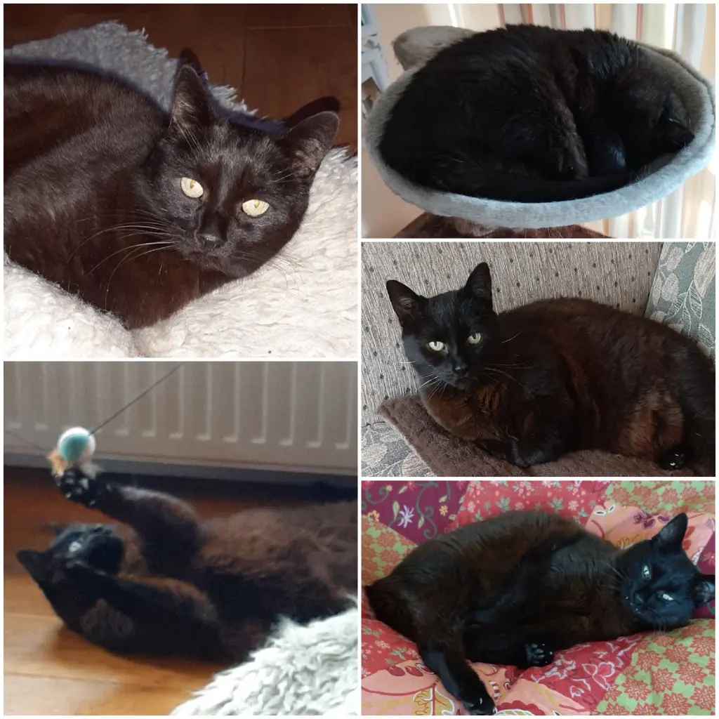 Image from Toffee