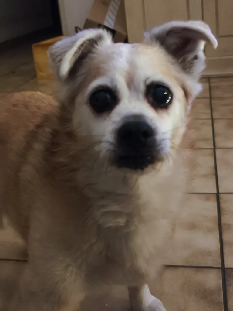 Image from Toto