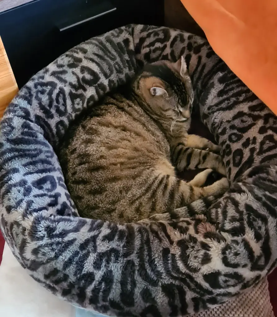 Sein Lieblingskörpchen