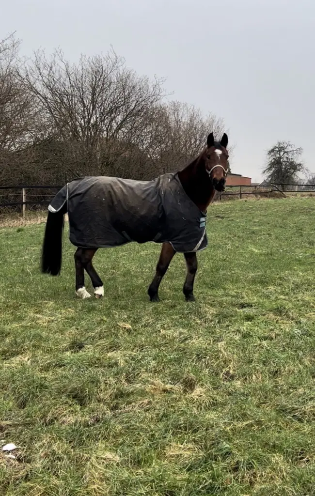 Bild von Cornet's Cheenook P