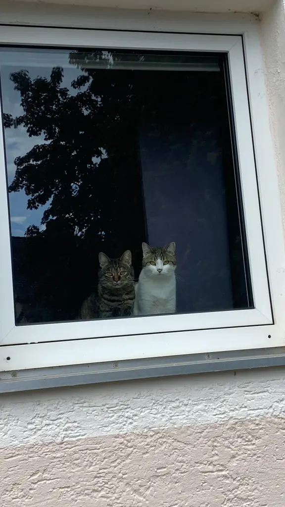 Meine 2 Eulen.