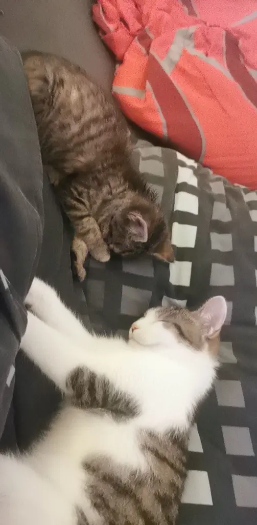 Kennenlernen Phase mit dir & Coco