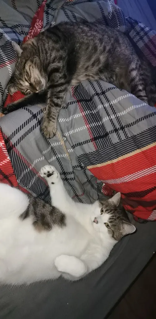Deine Schlafposition, ich dachte mir immer wie kann das bequem sein.