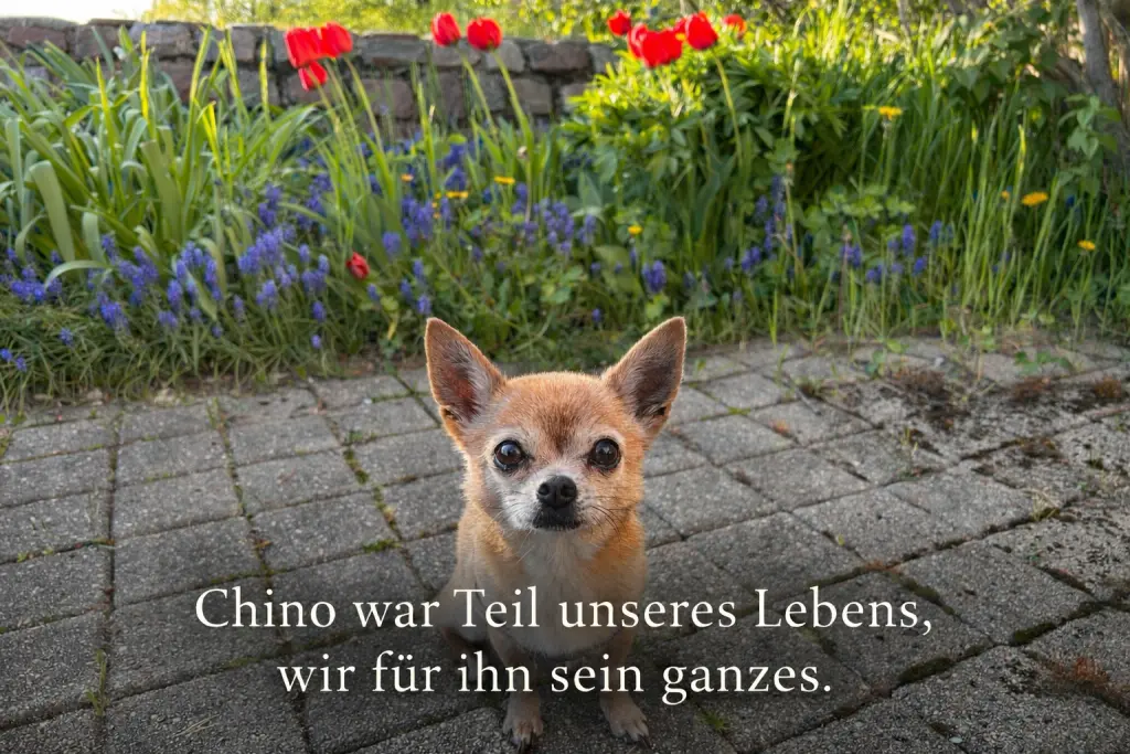 Bild von Chino