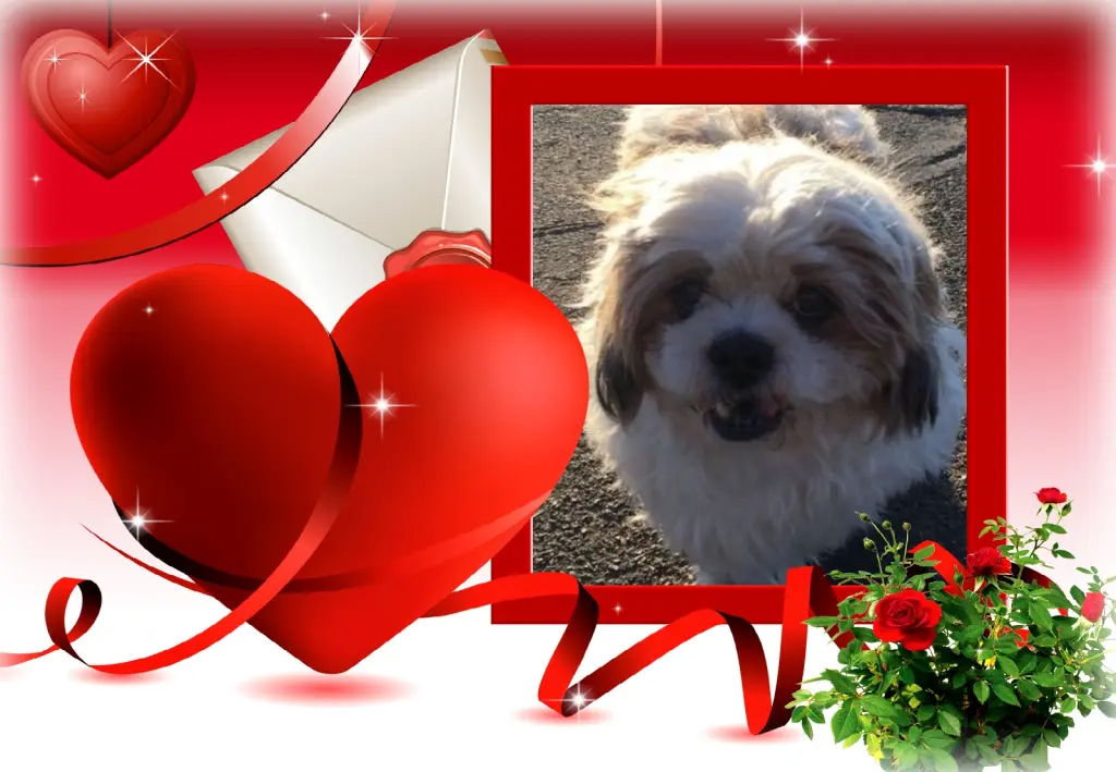 Condolence image of ❤Fur Liebe Hippo❤