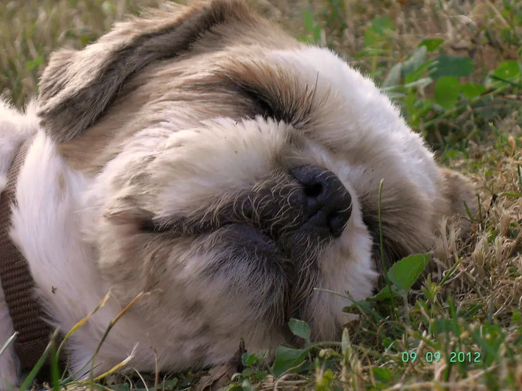 Condolence image of Marika