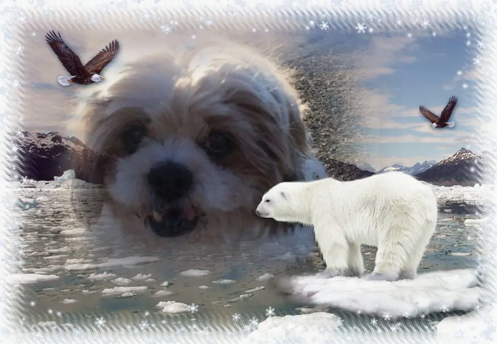 Condolence image of Klaudia mit Misiu❤❤❤Ganz Tief im Herzen❤