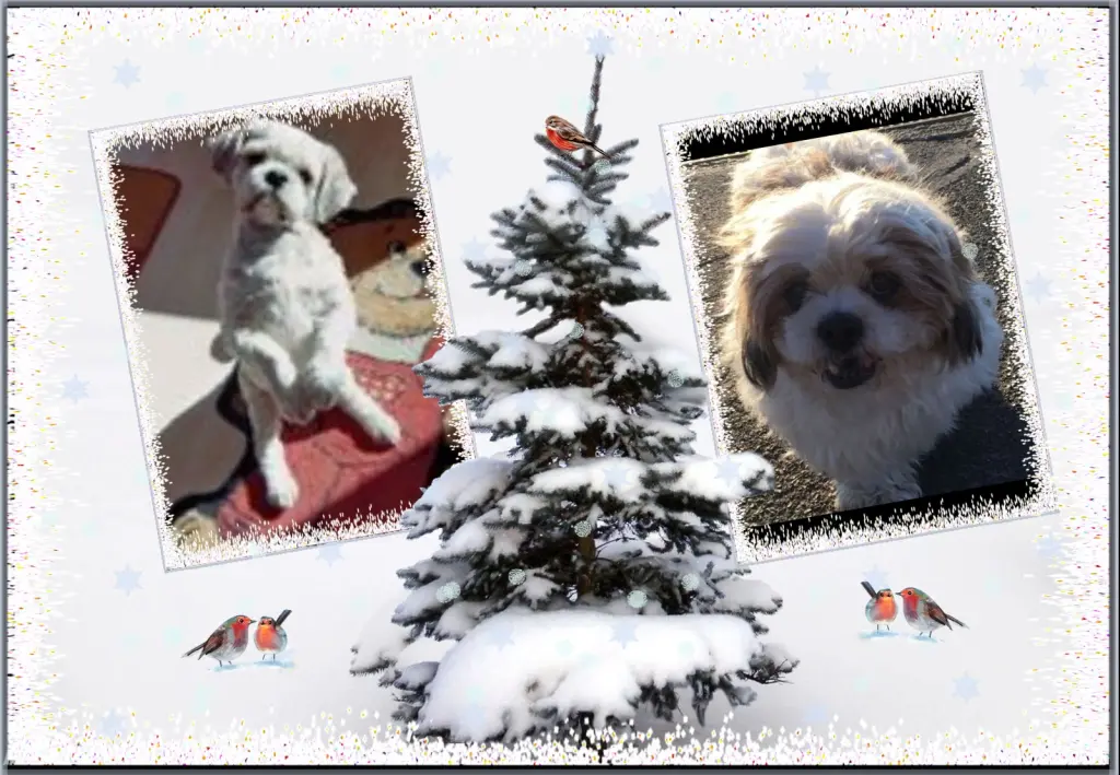 Condolence image of Klaudia mit Misiu❤❤❤Ganz Tief im Herzen❤