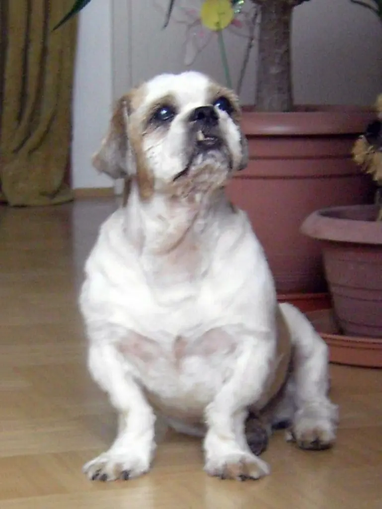 Condolence image of Von Frauchen