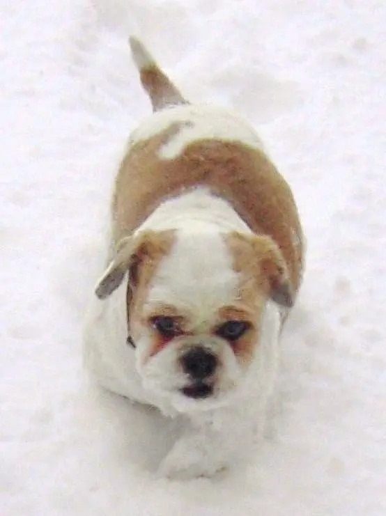 Condolence image of Dein Frauchen