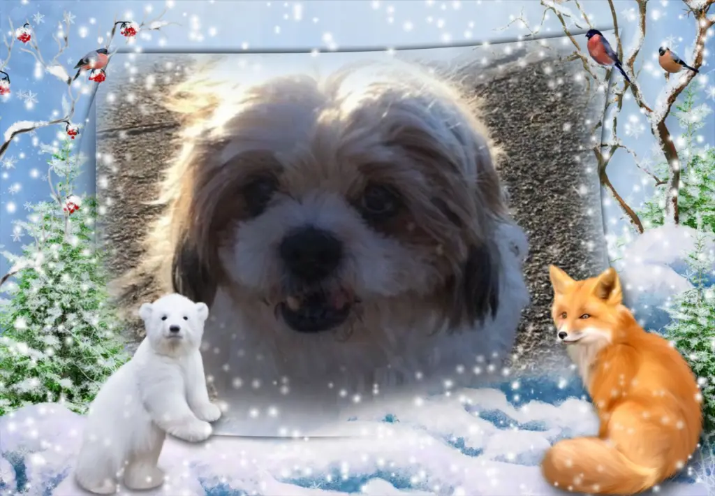Condolence image of Klaudia mit Misiu❤❤❤Ganz Tief im Herzen❤