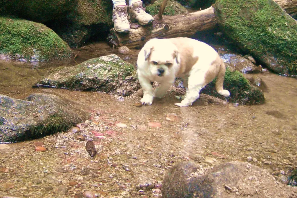 Condolence image of Hippos Frauchen