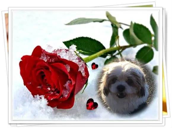 Condolence image of Fur Liebe Hippo❤️