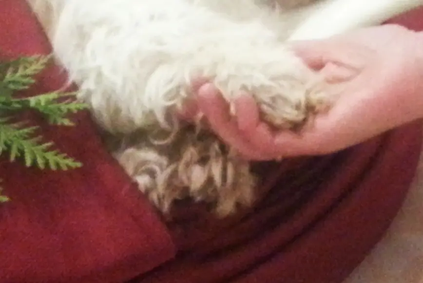 Condolence image of Marika Hippos Frauchen