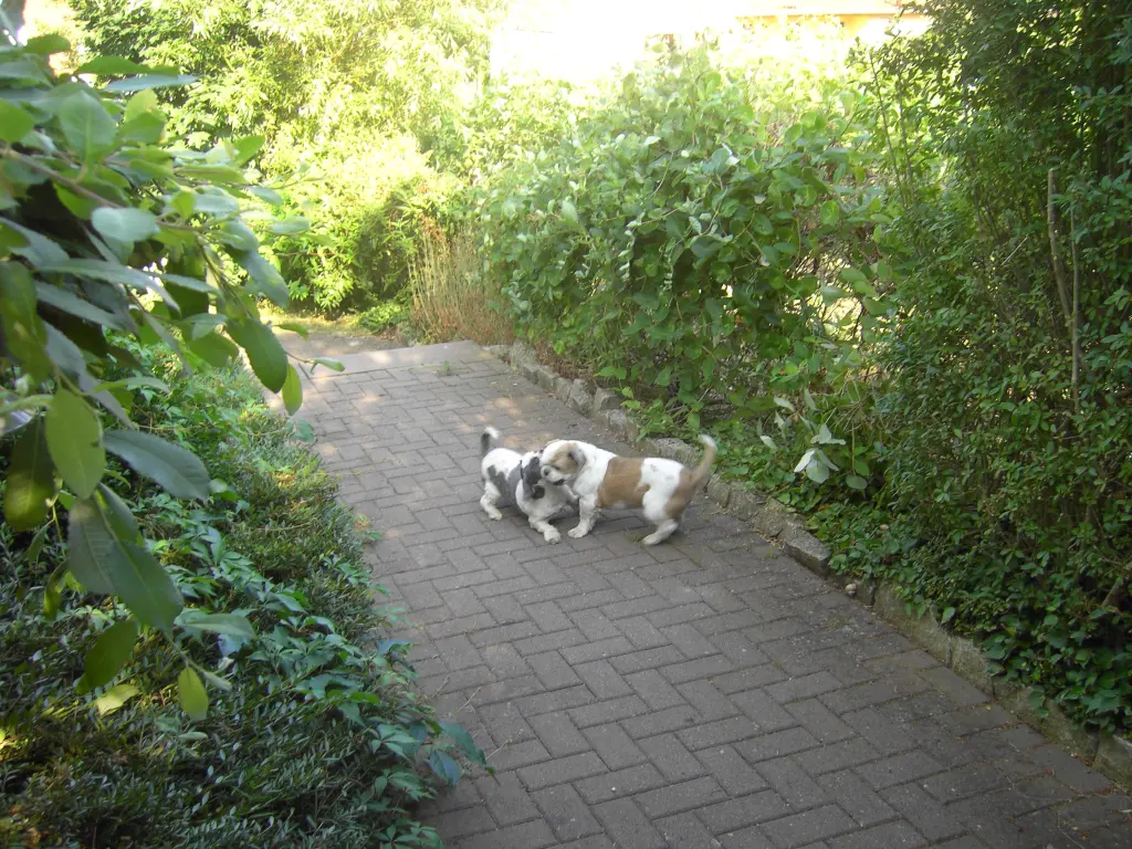 Condolence image of Deinem Frauchen