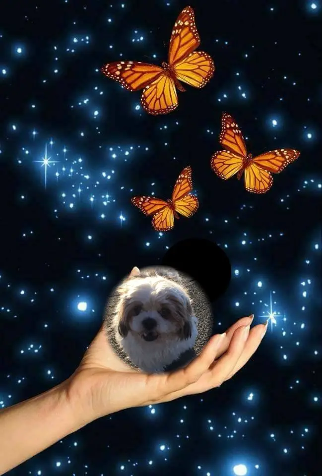 Condolence image of Sonntags Rosen fur Hippo❤️