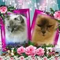 Condolence image of Uschi mit Seelenkatzen Jojo und Merlin
