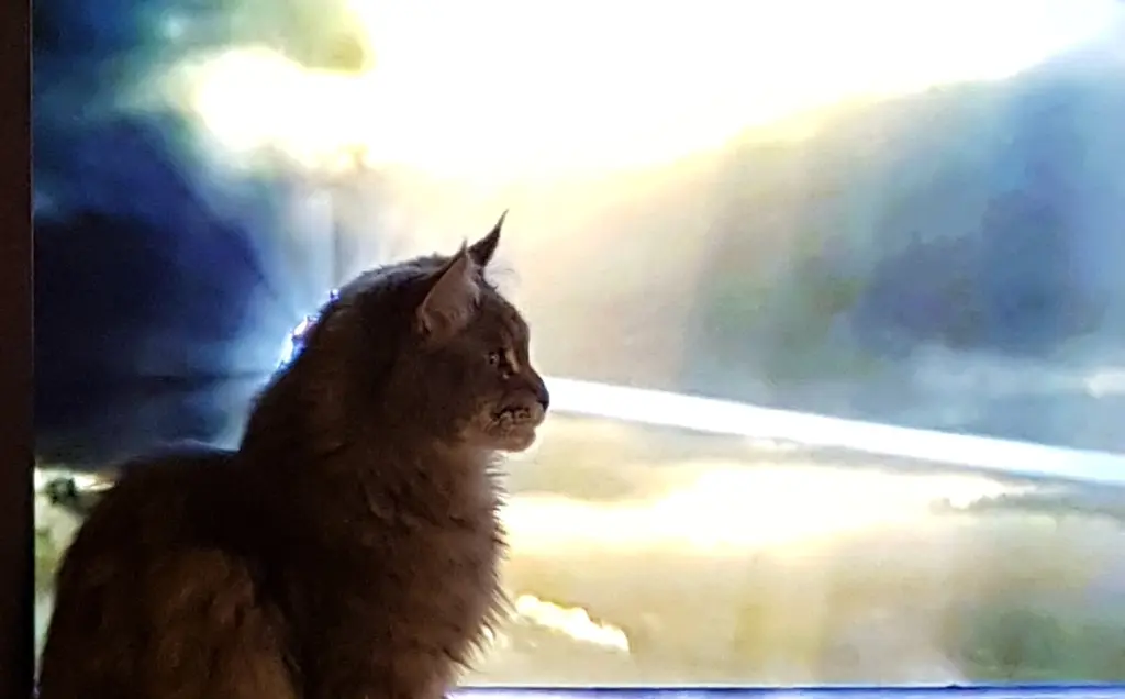 Condolence image of Brigitta mit Sam † 13.6.19