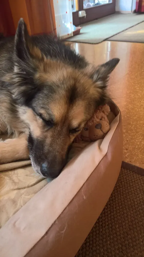 Condolence image of Susanne mit Rusty im Herzen