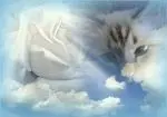 Condolence image of Uschi mit Seelenfreunden Shiva, Jojo und Merlin