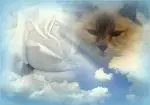 Condolence image of Jojo, Regenbogenland