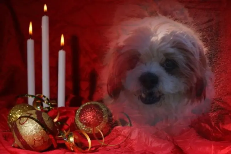 Condolence image of Frauchen