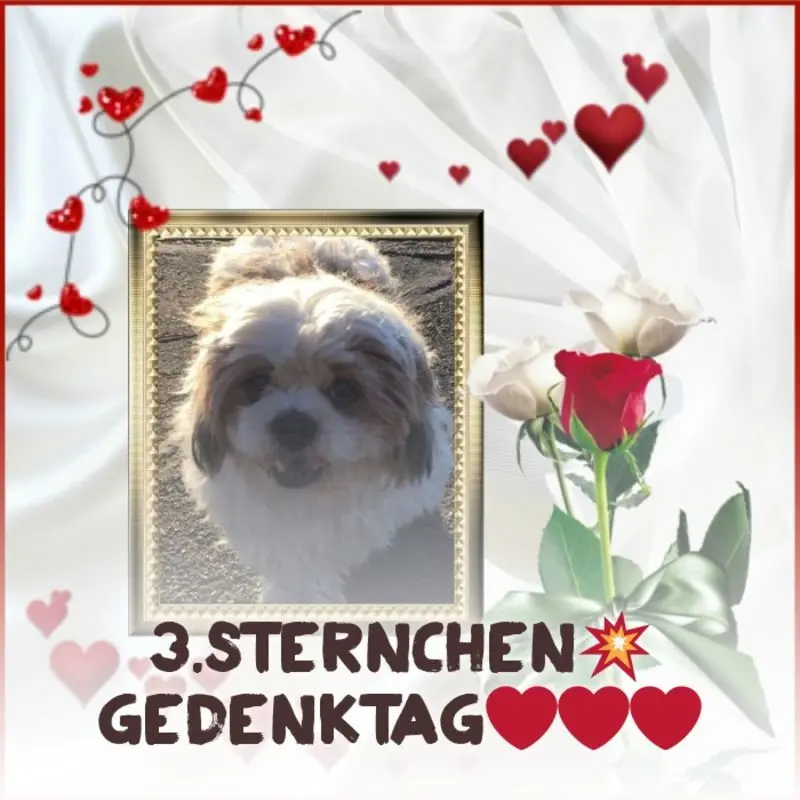 Condolence image of 3.Sternchen❤️❤️❤️Gedenktag❤️❤️❤️